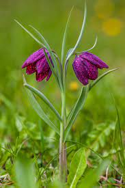 Cheile turzii, zau de campie (mures), sesul orheiului (bistrita), lunca oltului, in padurea comana (ilfov), suceava etc. Fritillaria Meleagris Wikipedia