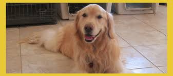 Golden retriever puppies are adorable, playful and smart. Southern Arizona Golden Retriever Rescue