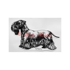 Image result for ČESKÝ TERIÉR