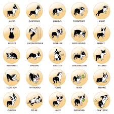 Boxer Dog Body Language Chart Best Picture Of Chart