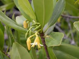 Image result for Rhizophora