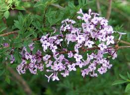 Image result for Cyphia lasiandra