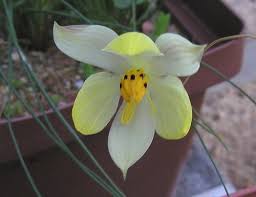 Image result for Cyanella lutea