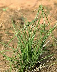 Image result for Kyllinga