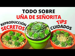 Hacer que un cactus florezca puede parecer un reto imposible, sin embargo con los siguientes consejos podrás disfrutar del colorido de una vez que tengas claro las características de tu cactus, podrás saber en qué época florece y abonarlo un mes o dos previos con abonos ricos en potasio. Gxy1tfqohhr Km