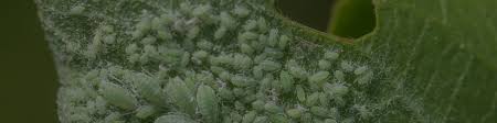 You will be stuck paying this fee every few months to protect your home. Defenders Safe Effective Natural Biologist Pest Control For Gardeners