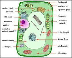 Gambar Sel Tumbuhan Beserta Keterangannya Penelusuran Google Science Cells Plant Cell Learning Science
