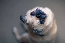 Süßeste tiere machen lustige sachen und das macht diese tiere schöner! Kindchenschema Bei Hunden Hundefunde