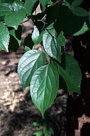 Image result for Celtis sinensis