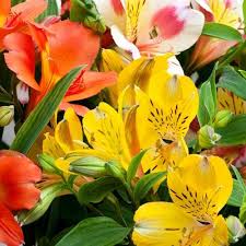 Maybe you would like to learn more about one of these? Wholesale Flowers For Diy Designs Blooms By The Box