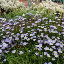 Image result for Felicia muricata