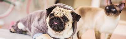 Cornwallis road animal hospital in durham, nc is seeking an experienced veterinary assistant or technician to provide quality medical care and excellent… Pet Sitting Walking Jobs In Frankfurt Appjobs