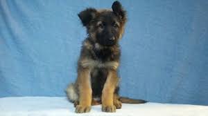 Browse thru our id verified puppy for sale listings to find if you are unable to find your puppy in our puppy for sale or dog for sale sections, please consider looking thru thousands of dogs for adoption. Litter Of 3 German Shepherd Dog Puppies For Sale In Logan Oh Adn 61646 On Puppyfinder Com Gender Male Age 12 Wee German Shepherd Dogs Puppies Shepherd Dog