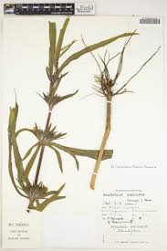 Image result for Dyschoriste trichocalyx