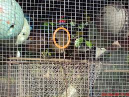 Maybe you would like to learn more about one of these? Burung Serindit Luv Bird Pet Products Hotel L I S D Petgarage Changloon 012 577 1178