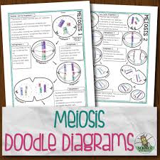 Image for the cell cycle coloring worksheet key | mighty …. Meiosis Doodle Diagrams Store Science And Math With Mrs Lau