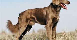Weimaraner Information And Pictures Long Haired Weimaraner Weimaraner Weimaraner Dogs