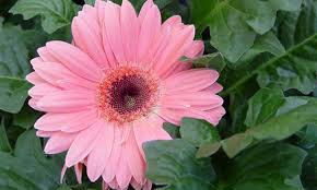 Interestingby.isaias.com.mx/sort.php most interesting pictures in white… Gerbera Buy Gerbera In Hooghly West Bengal India From The Indian Nursery