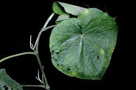 Image result for Piper umbellatum