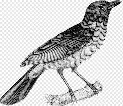 Finken Zeichnen Roter Kardinalvogel Amerikanisches Rotkehlchen Tier Kunstwerk Png Pngwing