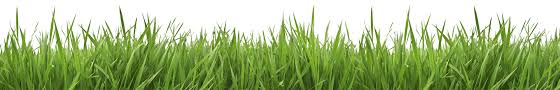 Free Blades Of Grass Png, Download Free Clip Art, Free Clip Art on ...