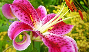 Vintage purple thumb plants handcrafted fabric faux stargazer lily flower spray. Everything You Need To Know About The Stargazer Lily