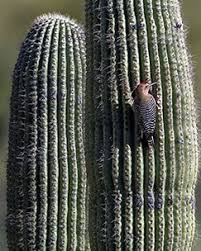 The ideal watering time is dependent on aspects such as the type of cactus, the normal growing season, cactus original habitat as well as the current growing conditions. Saguaros Tonto National Monument U S National Park Service
