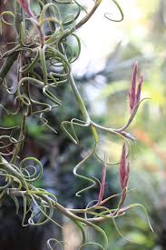 Din când în când vei vedea că pe tulpinile împletite apar mici lăstari care în timp tind să crească mai repede decât restul plantei. Pin De Cari Ham En Tillandsias Plantas Aereas Plantas De Aire Colgantes Plantas De Exterior