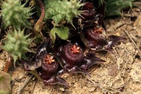 Image result for Duvalia polita