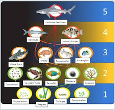 Coral Reef Food Web Edx Tropical Coastal Ecosystems Coral Reef Food Web Ocean Food Web Coral Reef Ecosystem