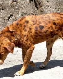 The cost of owning and breeding a dog has increased exponentially. 10 Reasons Why The Pariah Dog Is The Best Companion For Seniors Pethelpful By Fellow Animal Lovers And Experts