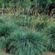 Image result for Koeleria