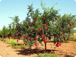 Image result for Punica granatum
