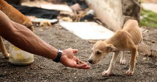 B&w / color part ii: Together We Can Move The World To Protect Animals World Animal Protection