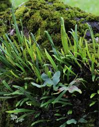 Image result for Lepisorus