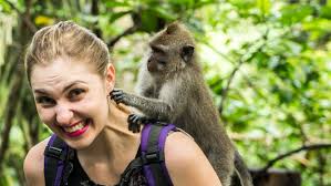 To buy a finger marmoset monkey from us, you will need to prove to use that you are fit to take care of the baby. Monkeys For Sale 5 Of The Weirdest Pet Monkey Stories