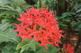 Image result for Rhodopentas bussei