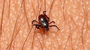 New Study Offers Hope For Early Lyme Disease Diagnosis Abc News