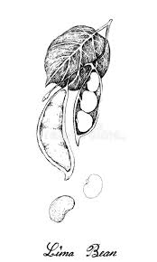 Education and school material, kids coloring page, printable, activity, worksheet, flash card. Lima Bean Stock Illustrations 82 Lima Bean Stock Illustrations Vectors Clipart Dreamstime
