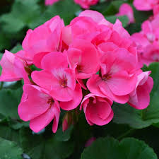 Image result for Geranium