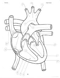 Anatomical diagrams of the brain. Blank Simple Diagram Of Heart Novocom Top
