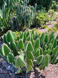 Image result for Euphorbia cooperi