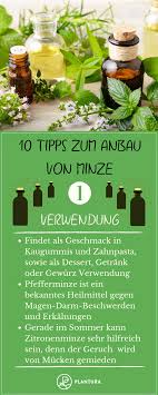 Pfefferminze ist ein würzkraut, das in keinem garten fehlen sollte. 10 Tipps Zum Anbau Von Minze Plantura Krauter Anpflanzen Minze Ernten Minze