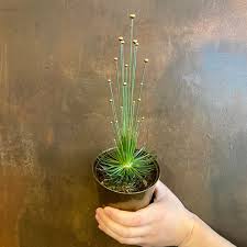 Image result for Syngonanthus robinsonii