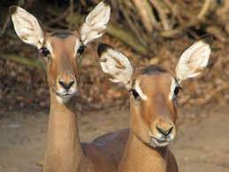 Some aggregate functions do double duty: Impala Erlebnis Zoo Hannover