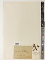 Image result for Triumfetta dekindtiana