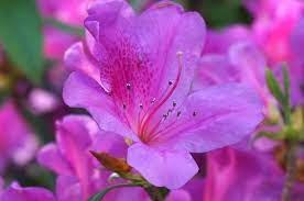Dsc06235 A杜鵑花 Azalea Flower Azaleas Flowers