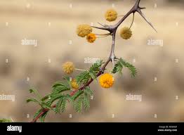Image result for Acacia eriocarpa