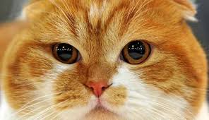 Scottish Fold Ozellikleri Ve Bakimini 7 Adimda Ogrenin Scottish Fold Kedi Evcil Hayvanlar