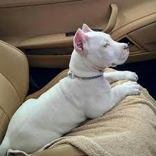 oreo and s mores oreo ice cream bar s mores donut and s mores pop tart pitbulls white pitbull puppy white pitbull